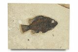 Fossil Fish (Cockerellites) - Wyoming #292399-1